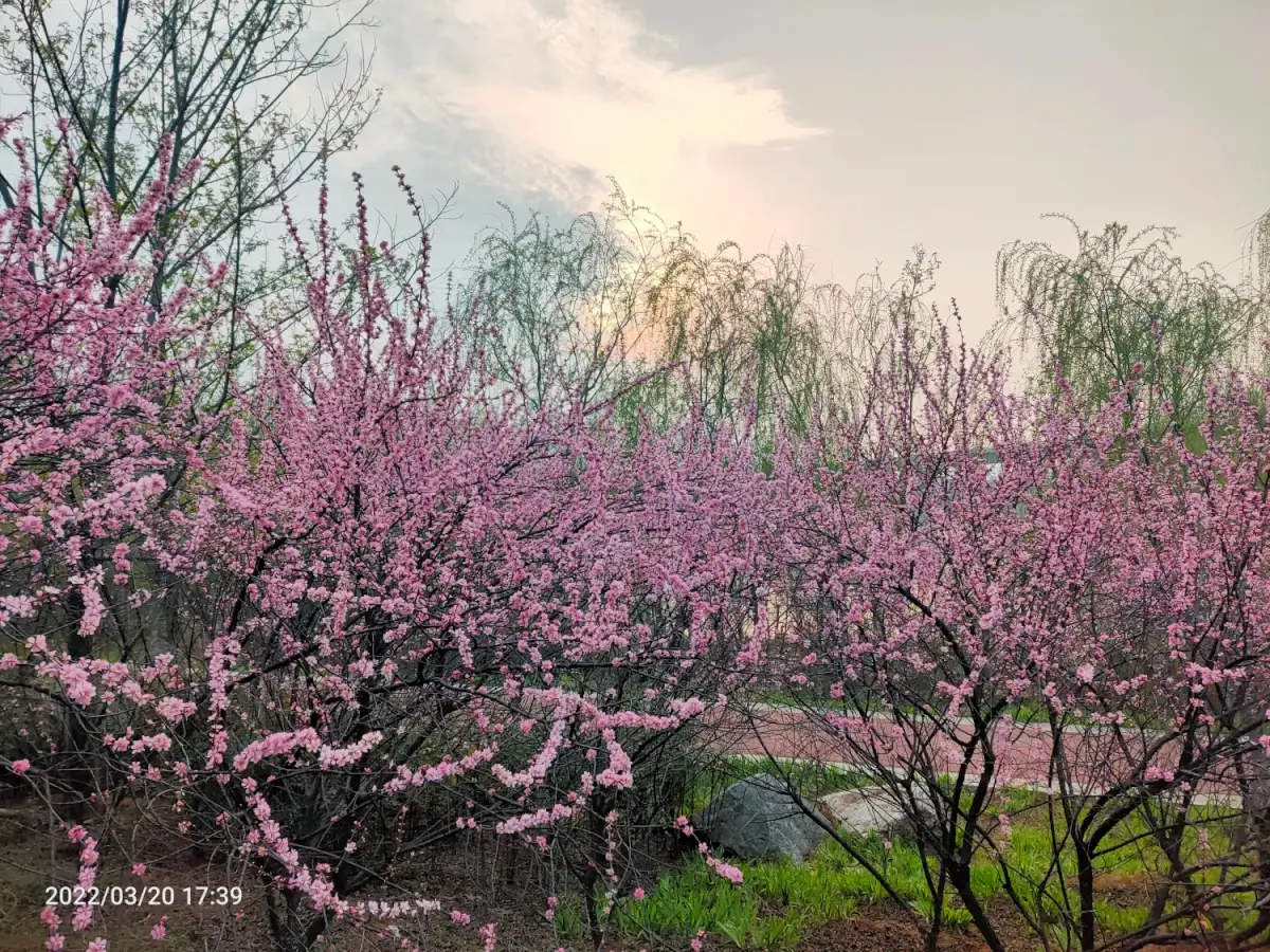 2022-03-19-20(去植物园,把橙子滑板蹲坏了)